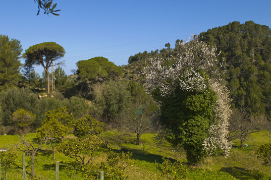 Deia-Soller