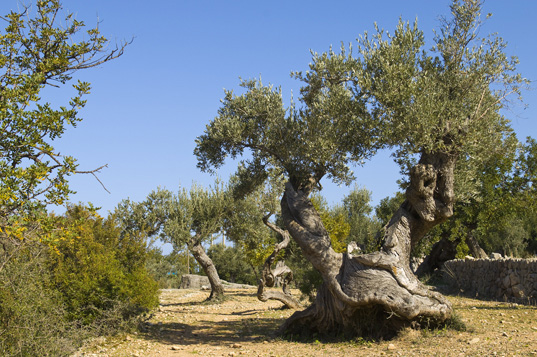 Deia-Soller