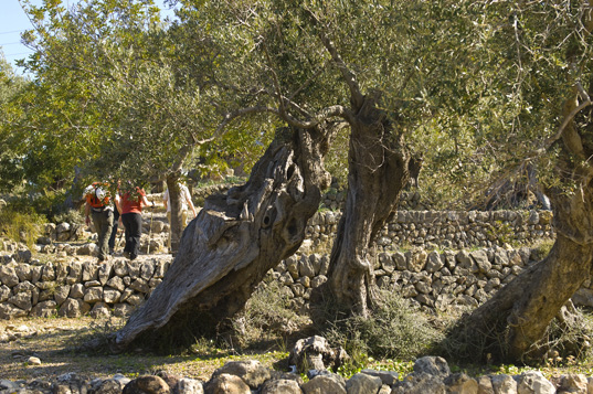 Deia-Soller