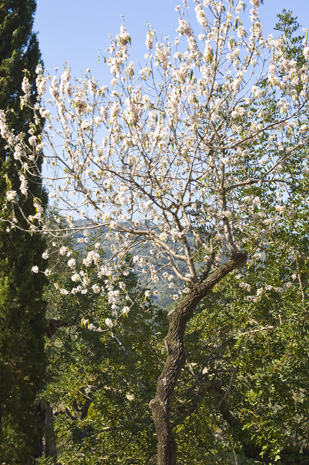 Deia-Soller