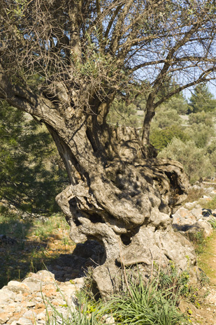 Cala Turent