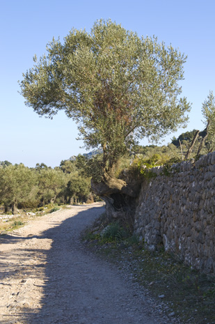 Cala Turent