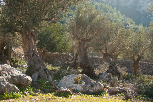 Cala Turent