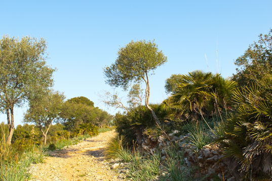 Alcudia - Victoria