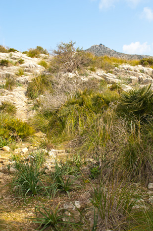 Alcudia - Victoria