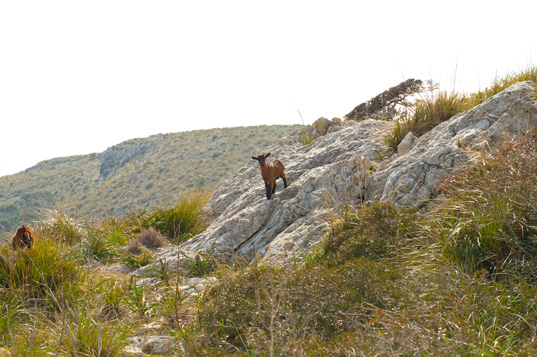 Die Westspitze - Cala Turent