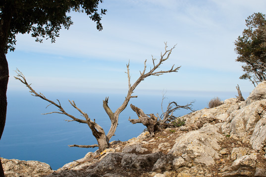 Valldemossa